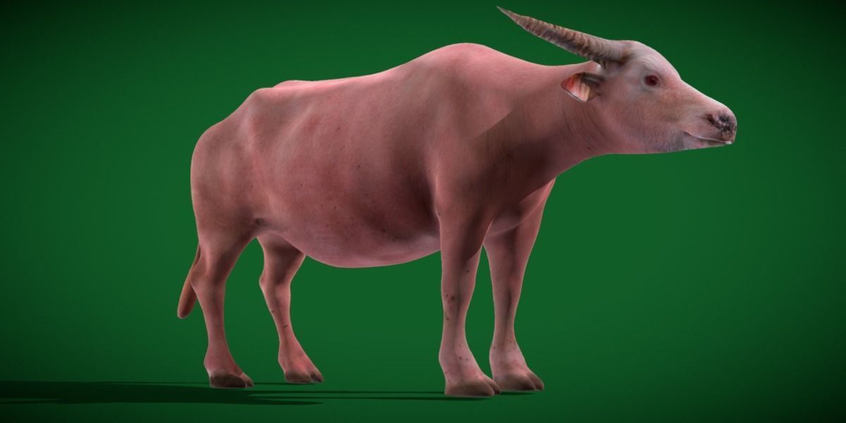 Albino Asian Water Buffalo  3D model_14