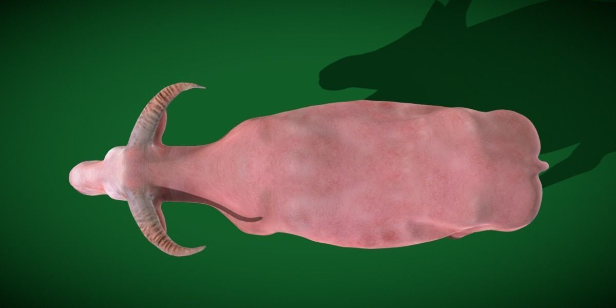 Albino Asian Water Buffalo  3D model_17