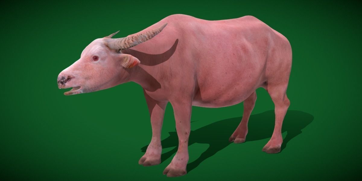 Albino Asian Water Buffalo  3D model_24