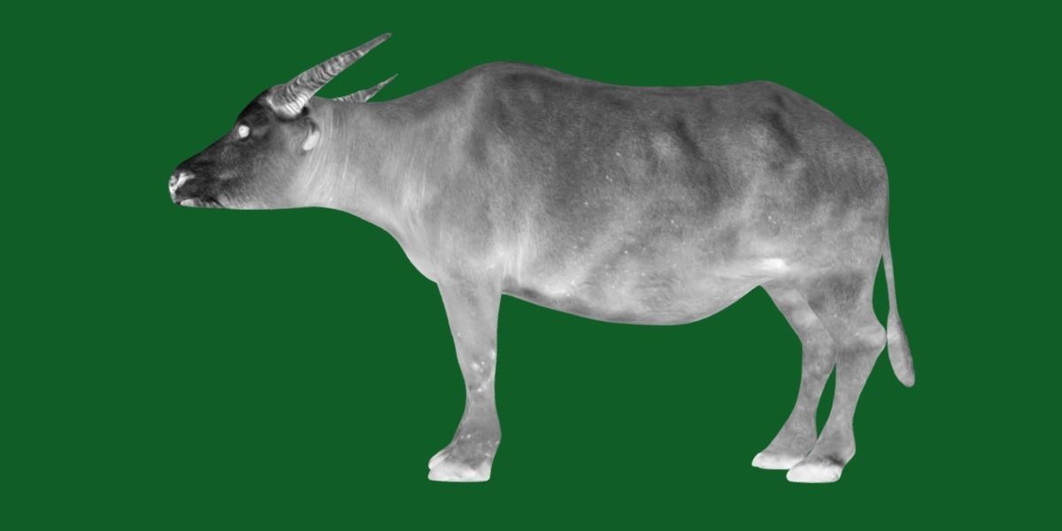 Albino Asian Water Buffalo  3D model_4