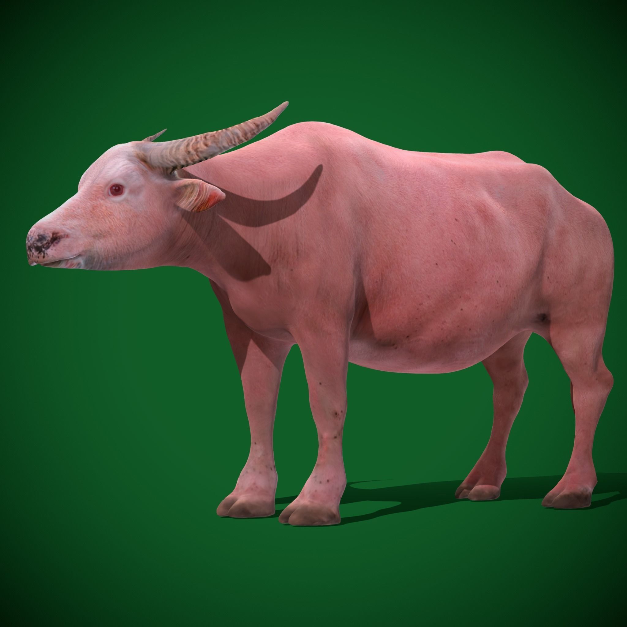 Albino Asian Water Buffalo  3D model_13