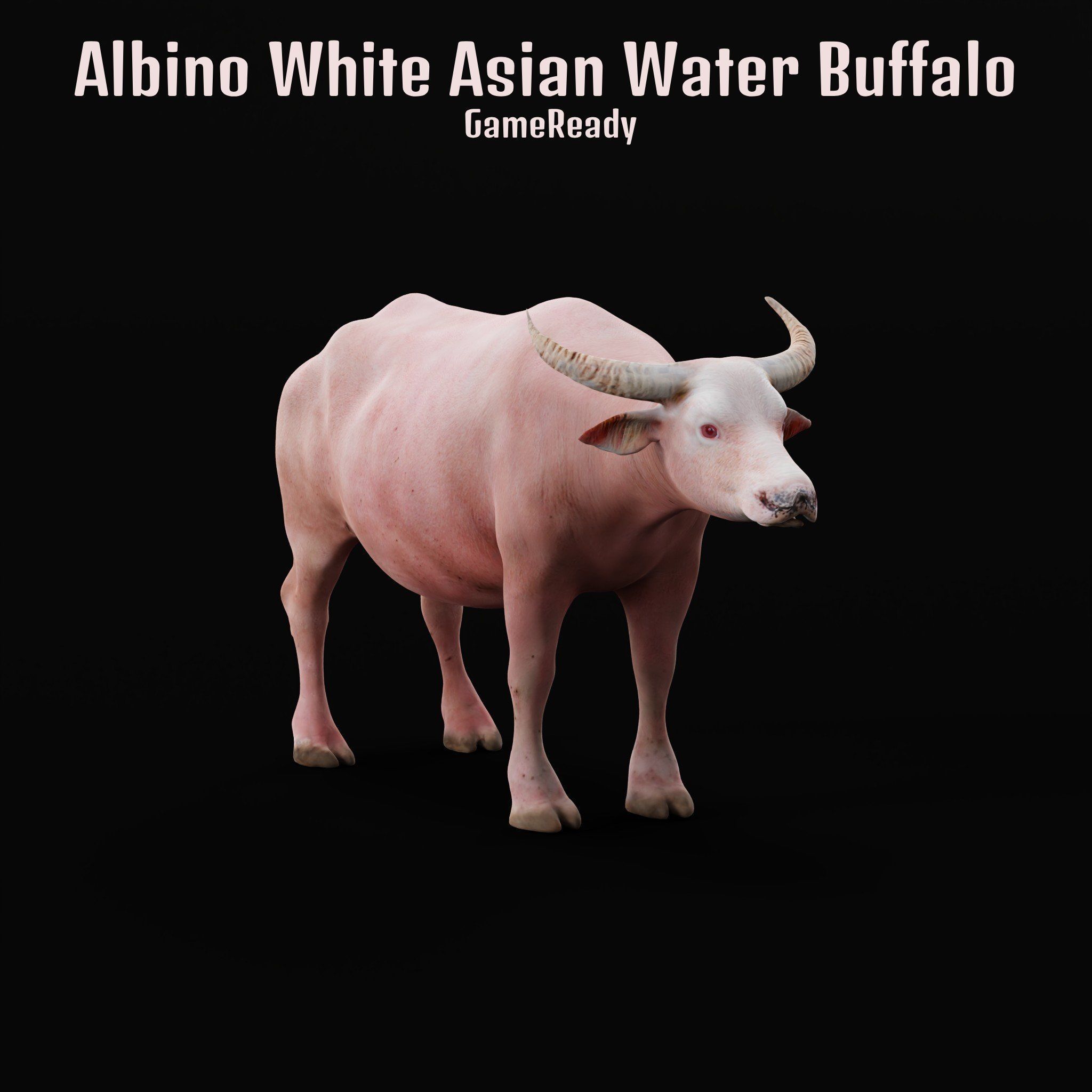 Albino Asian Water Buffalo  3D model_27