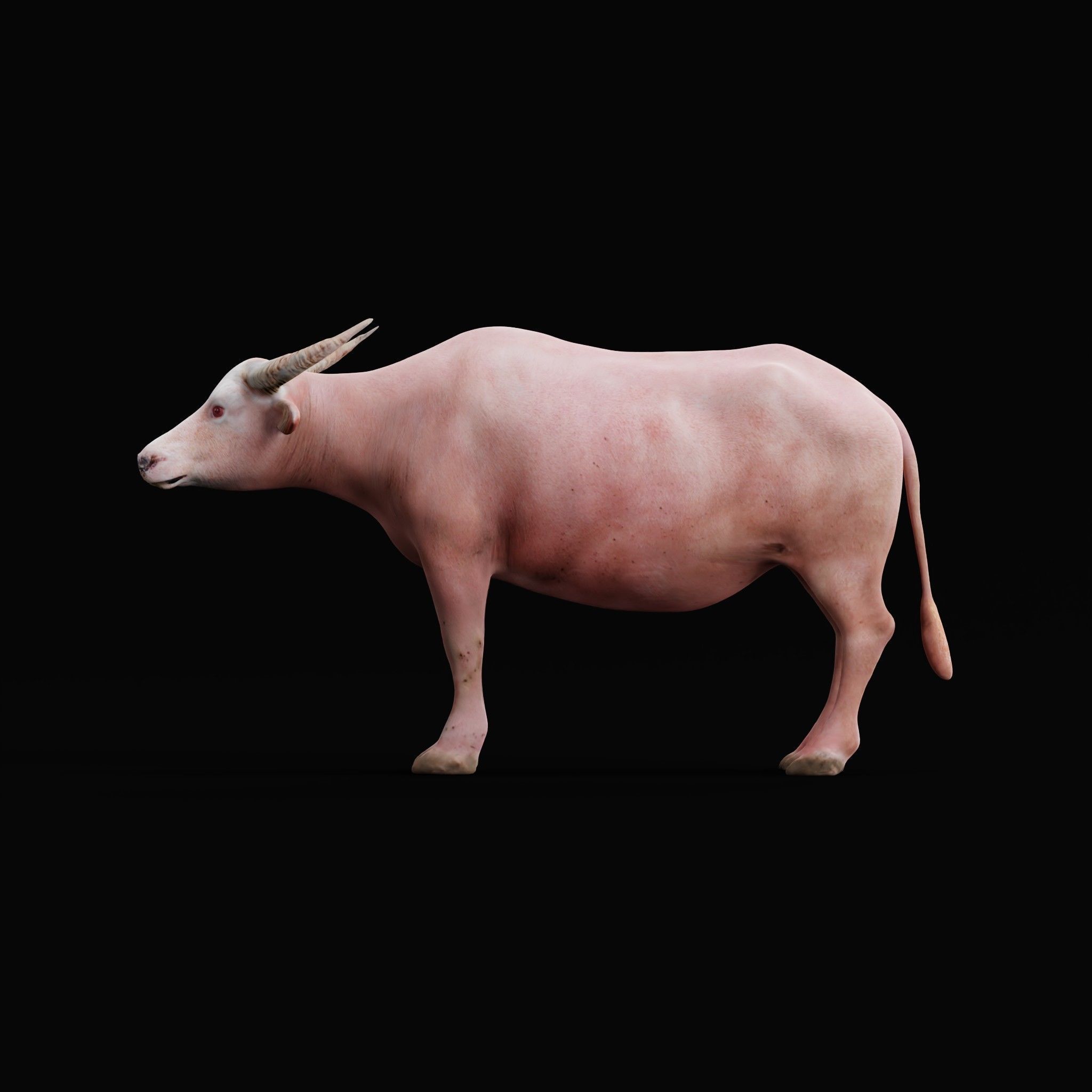 Albino Asian Water Buffalo  3D model_26