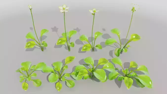 Parnassia Grandifolia