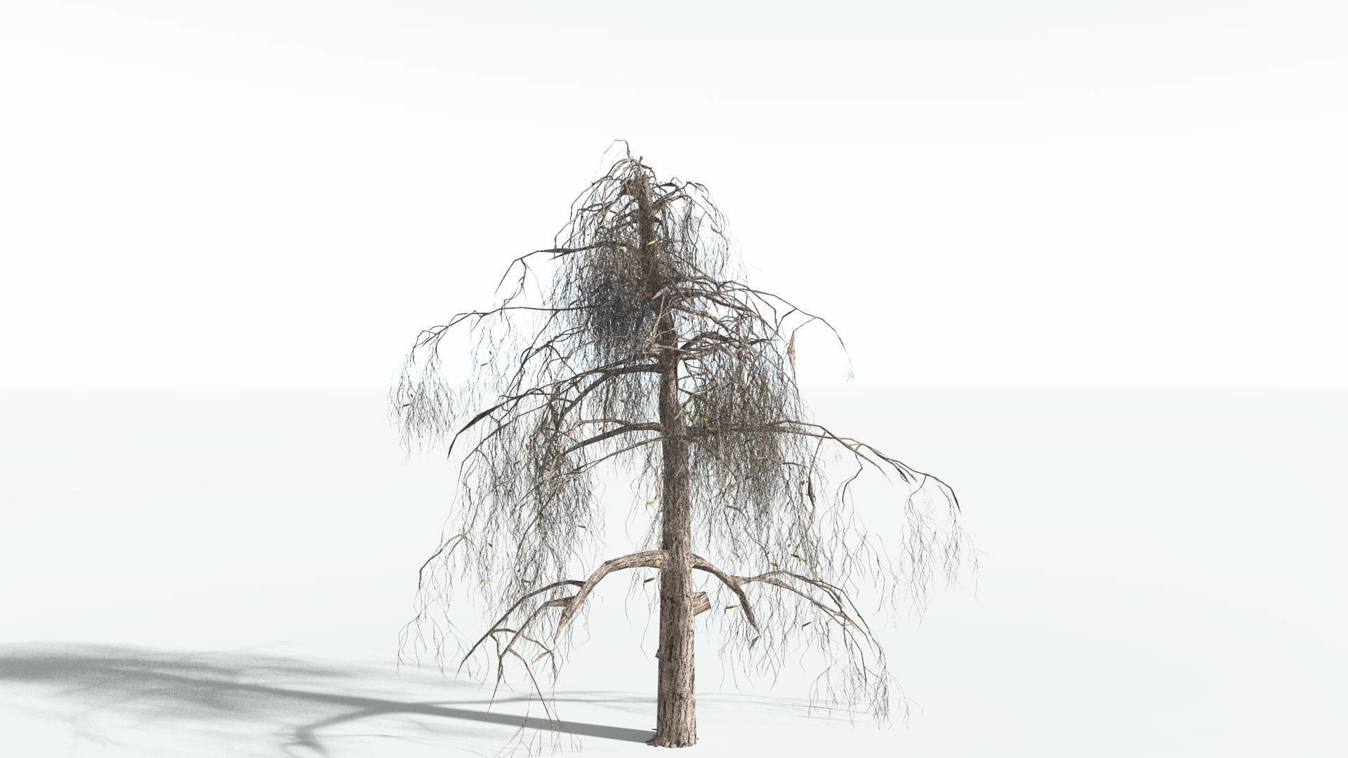 EVERYPlant Weeping Willow LowPoly 1 --15 Models-- Low-poly 3D model_9
