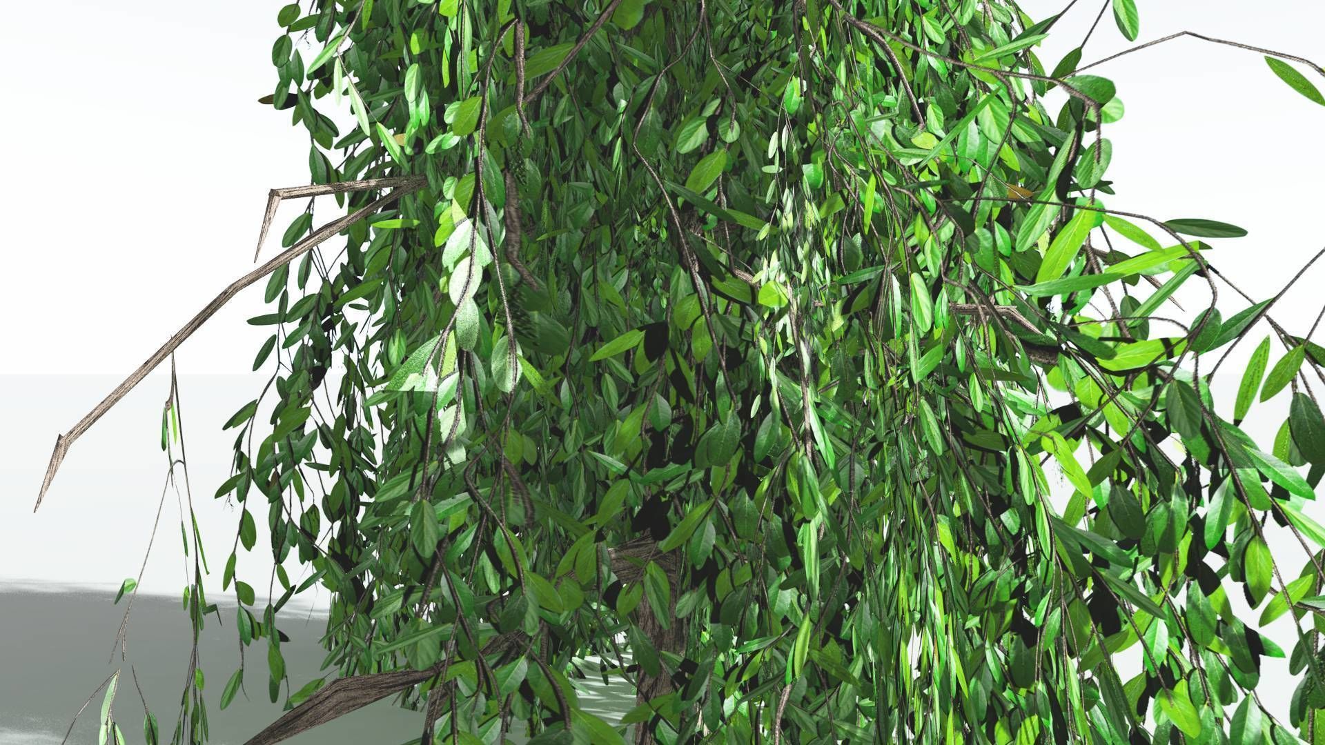 EVERYPlant Weeping Willow LowPoly 1 --15 Models-- Low-poly 3D model_26