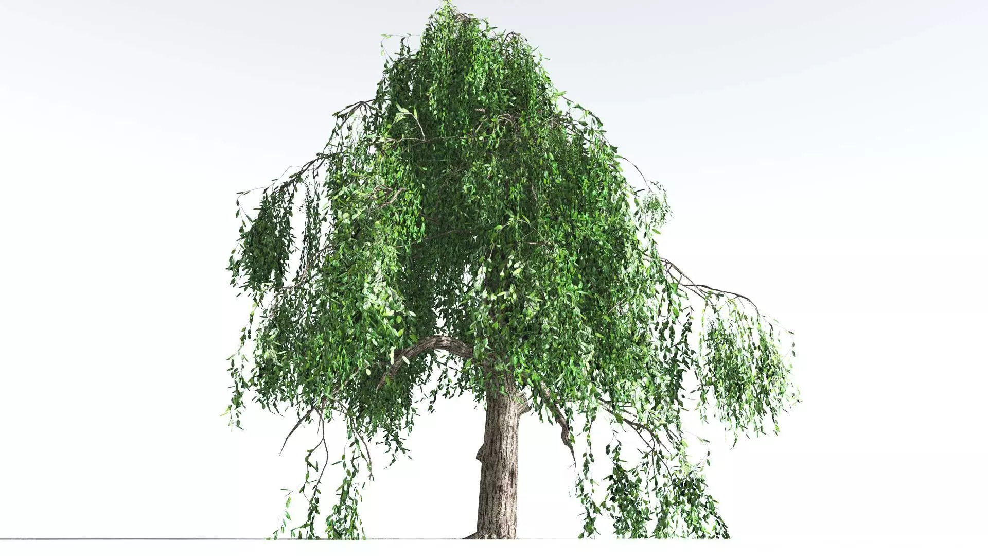 EVERYPlant Weeping Willow LowPoly 1 --15 Models-- Low-poly 3D model_0