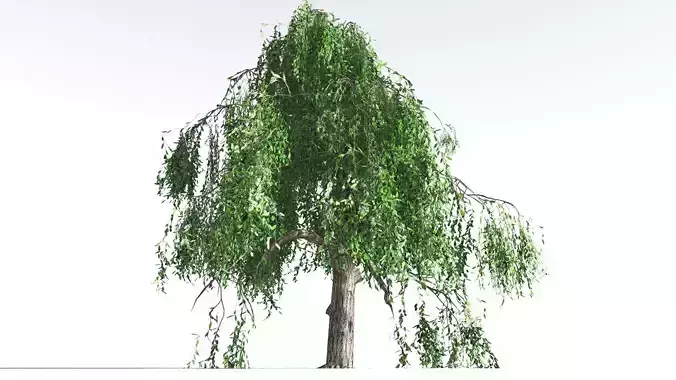 EVERYPlant Weeping Willow LowPoly 1 --15 Models-- Low-poly 3D model