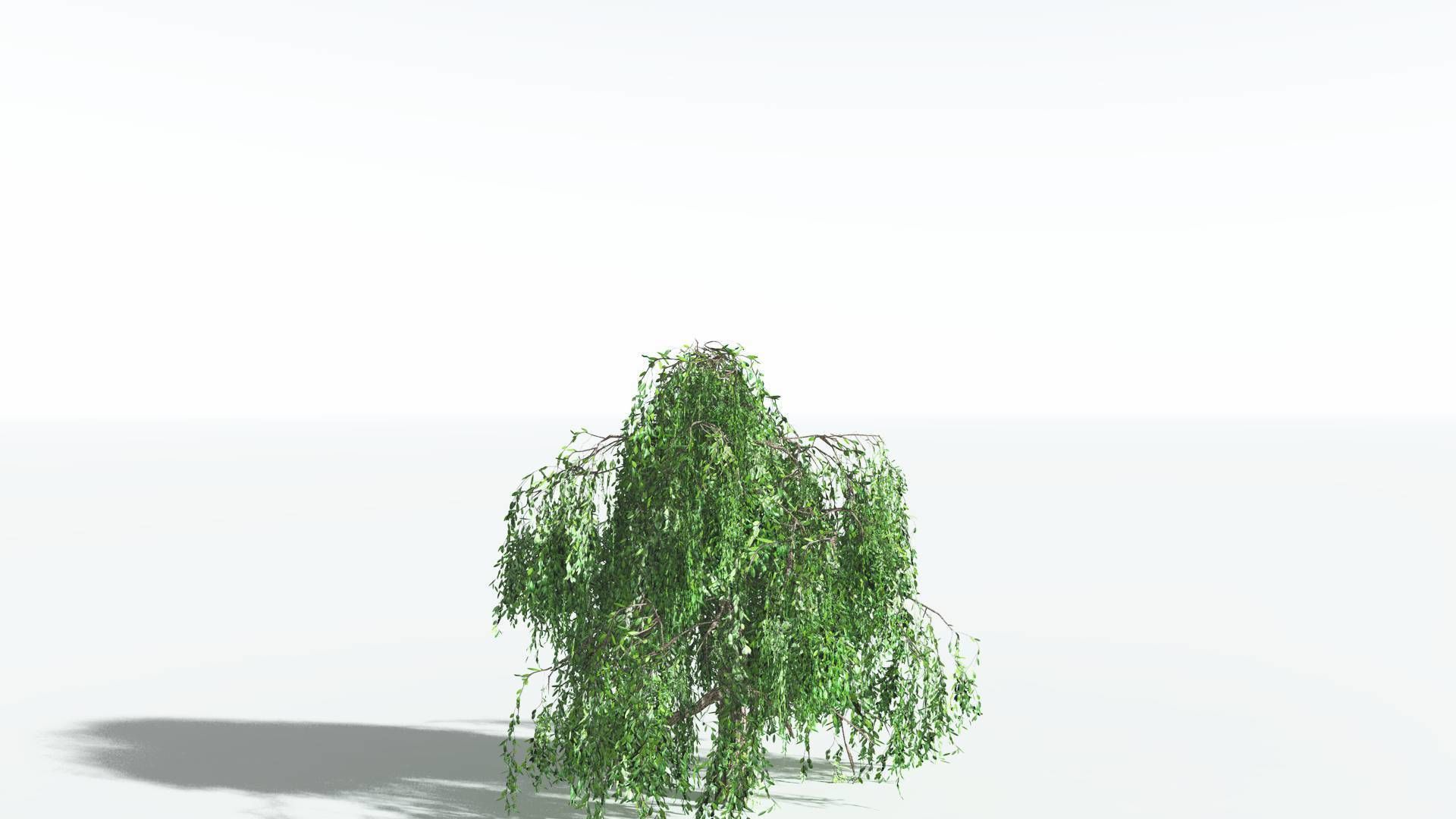 EVERYPlant Weeping Willow LowPoly 1 --15 Models-- Low-poly 3D model_23