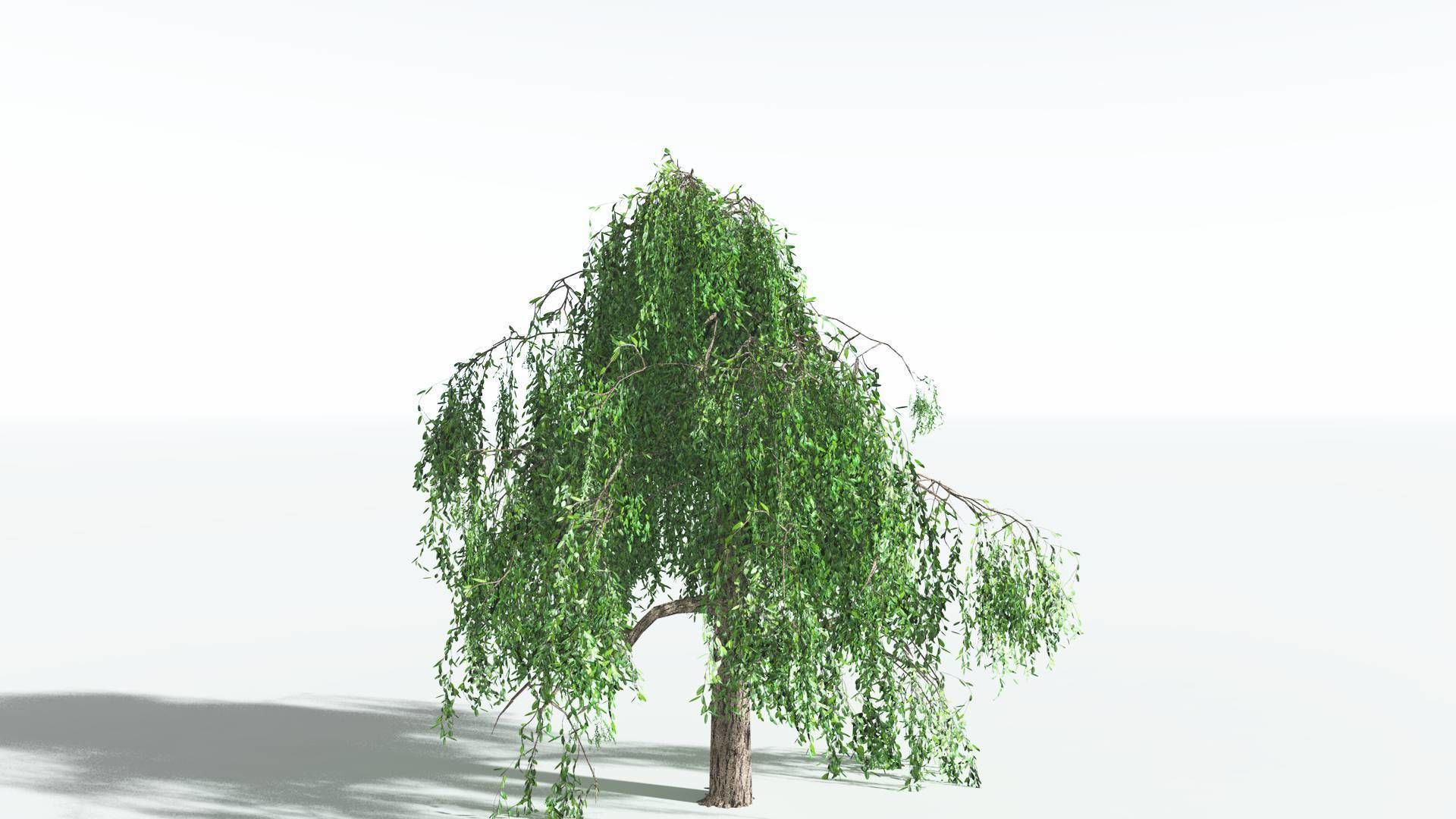 EVERYPlant Weeping Willow LowPoly 1 --15 Models-- Low-poly 3D model_11