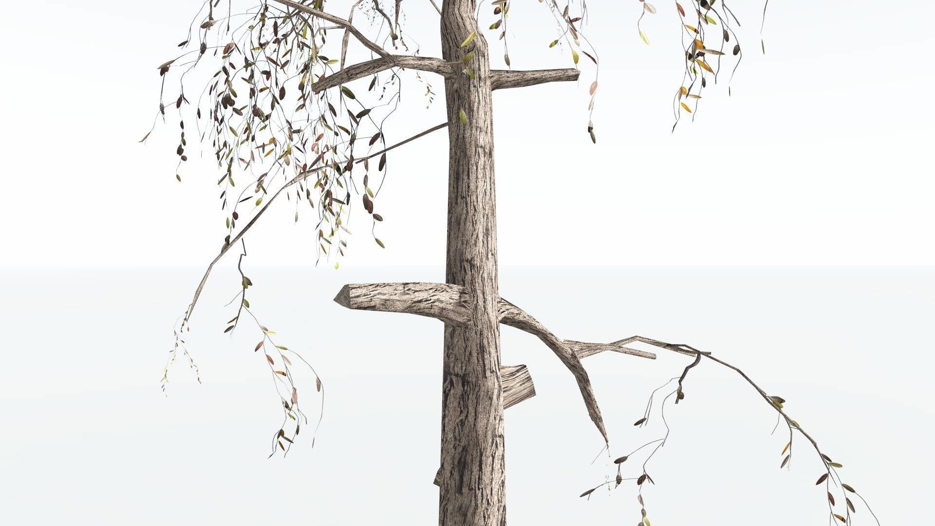 EVERYPlant Weeping Willow LowPoly 1 --15 Models-- Low-poly 3D model_18