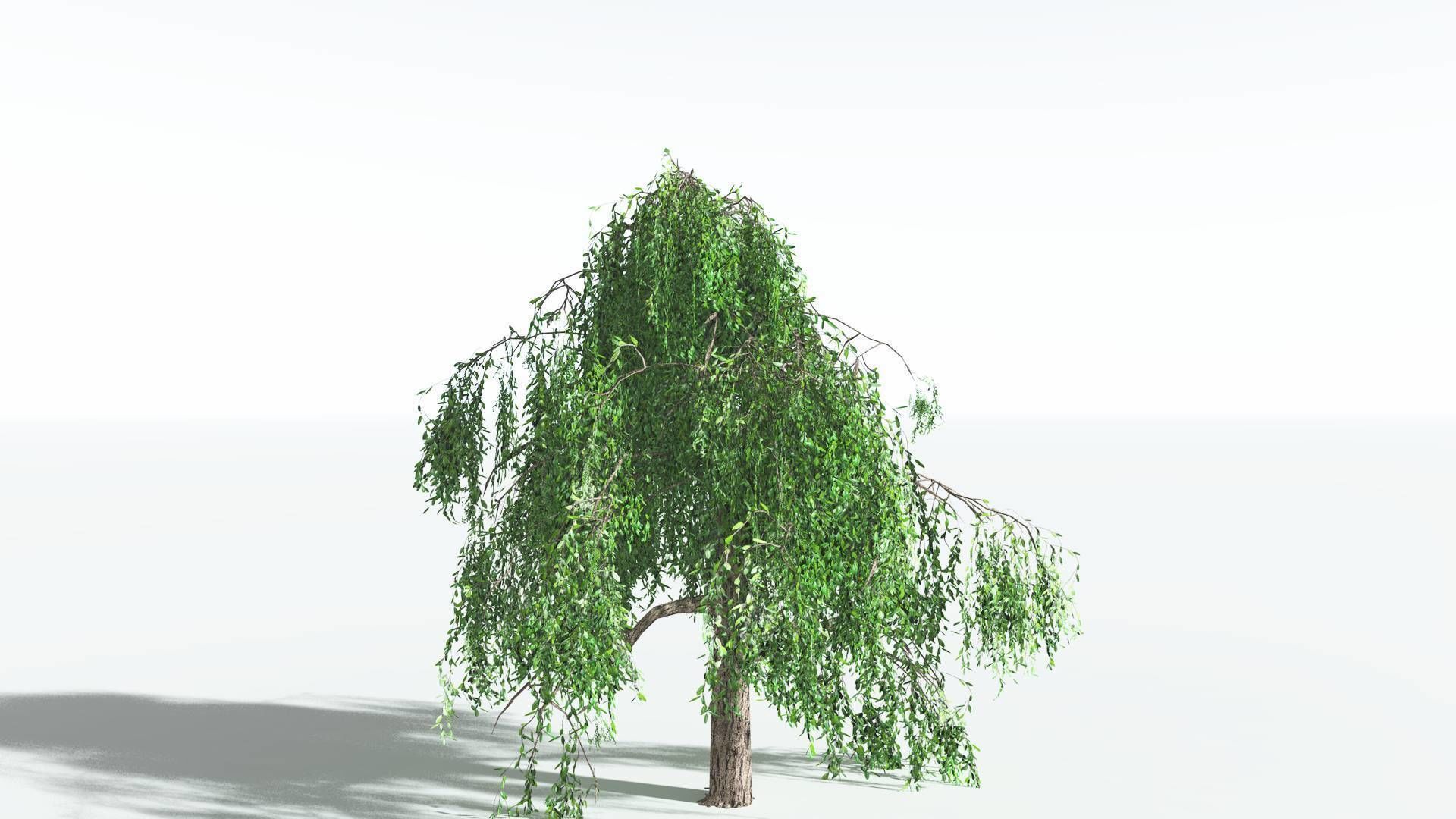 EVERYPlant Weeping Willow LowPoly 1 --15 Models-- Low-poly 3D model_3