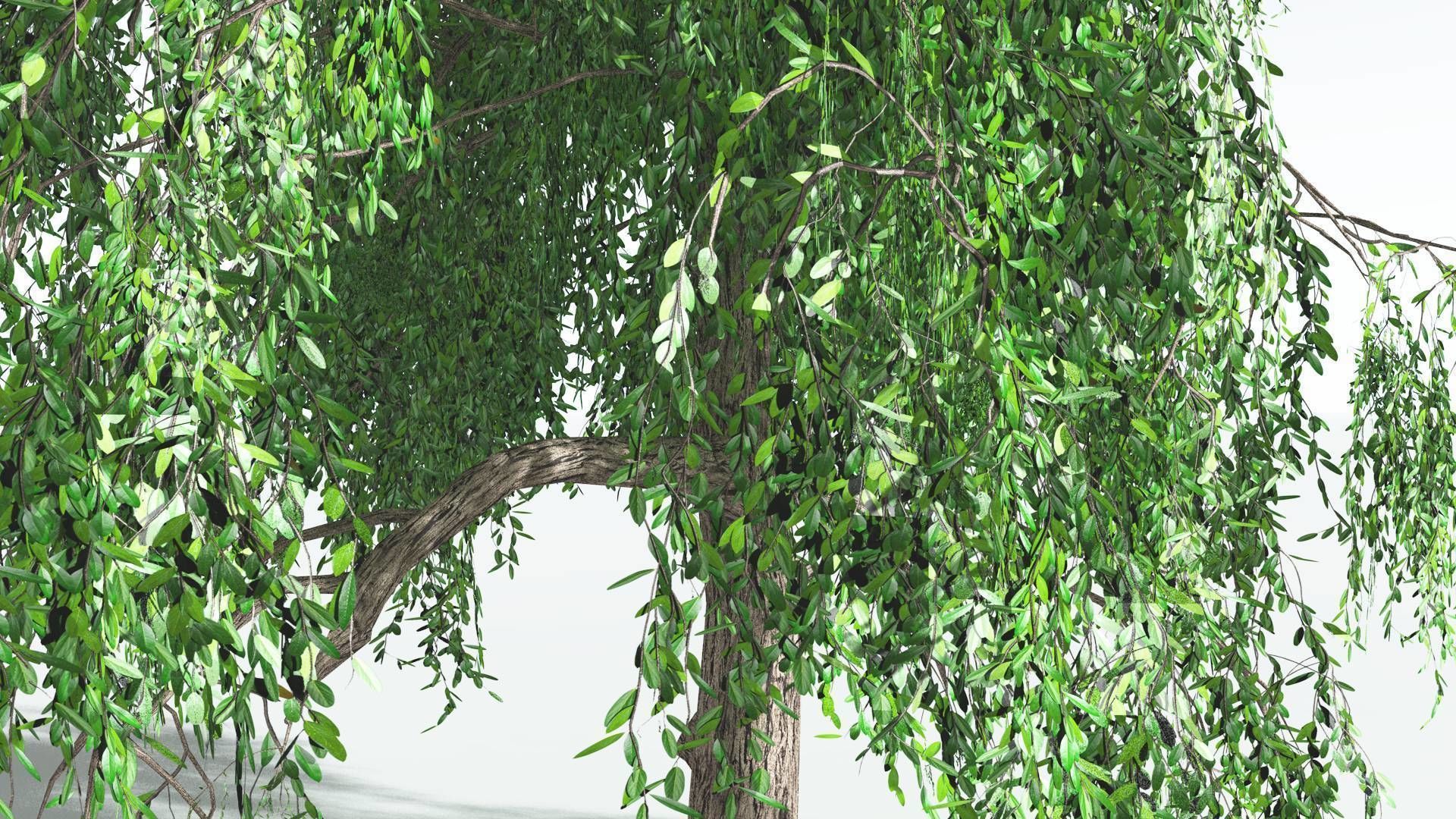 EVERYPlant Weeping Willow LowPoly 1 --15 Models-- Low-poly 3D model_32