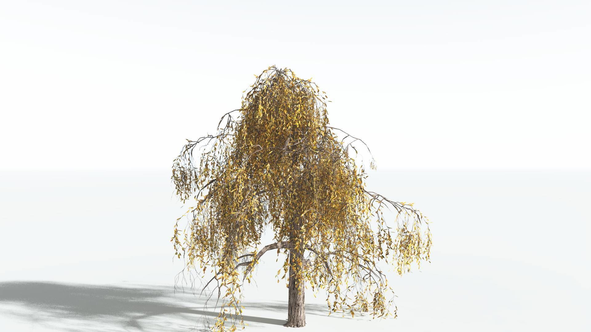 EVERYPlant Weeping Willow LowPoly 1 --15 Models-- Low-poly 3D model_7