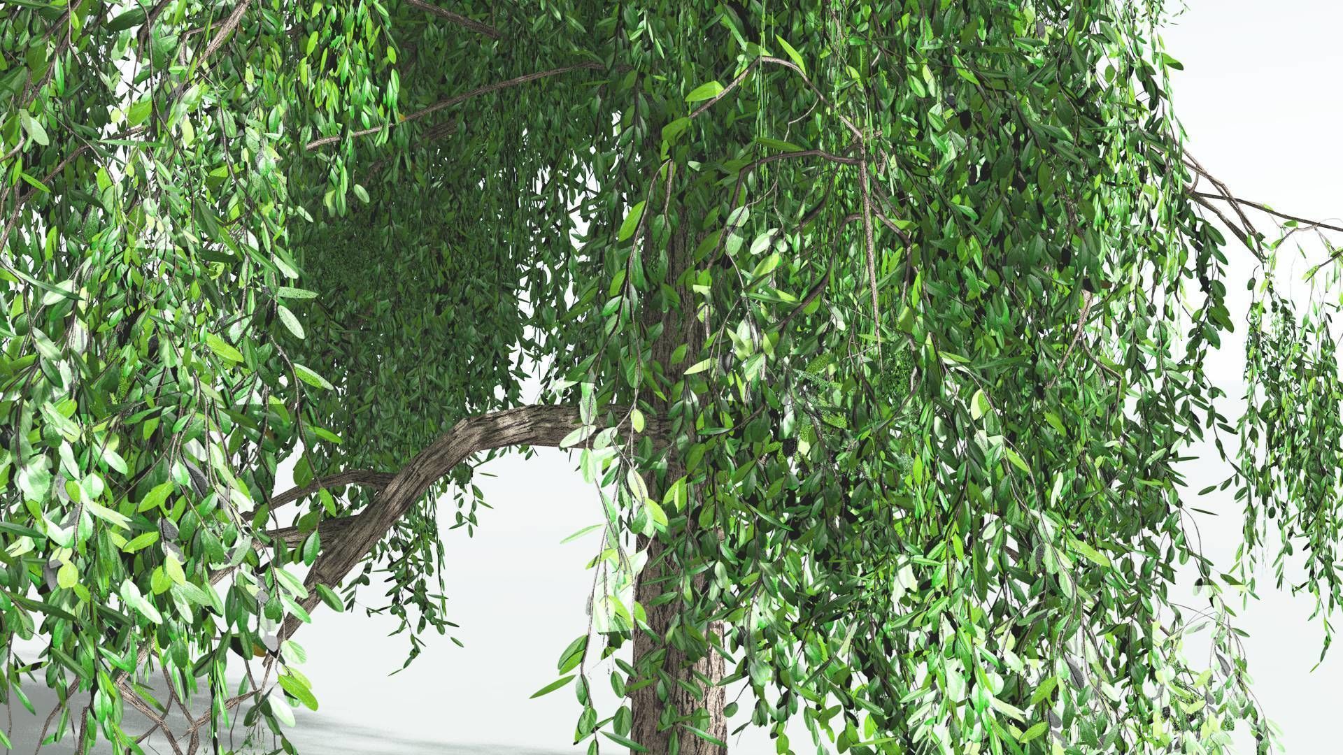 EVERYPlant Weeping Willow LowPoly 1 --15 Models-- Low-poly 3D model_12