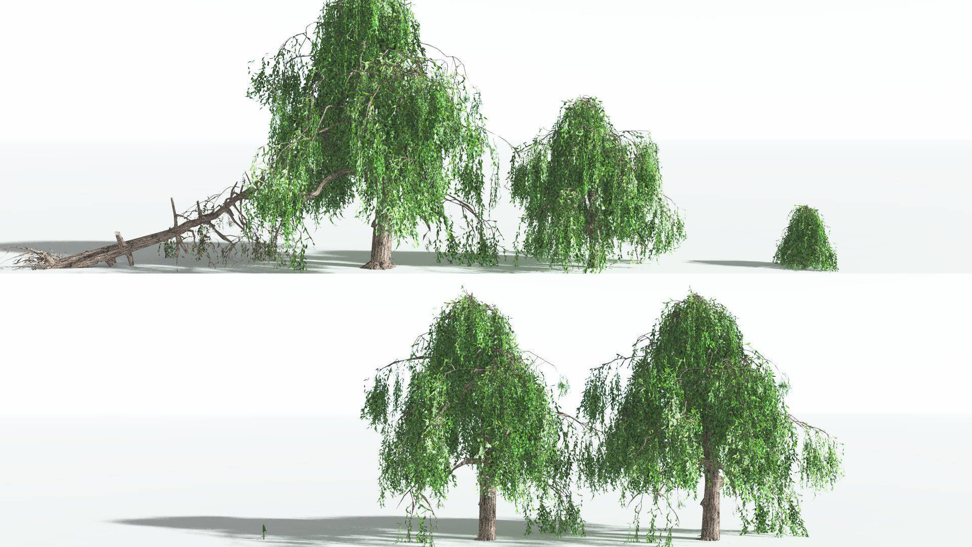 EVERYPlant Weeping Willow LowPoly 1 --15 Models-- Low-poly 3D model_2