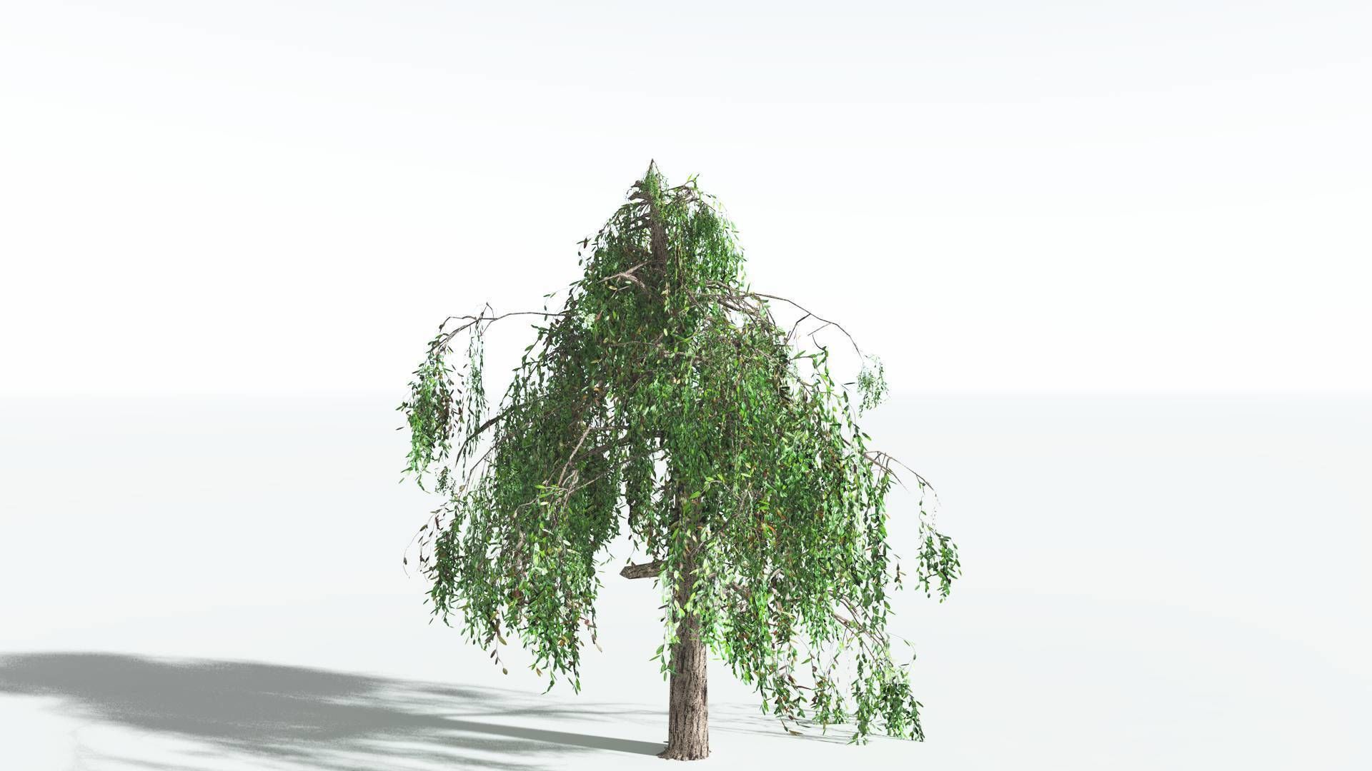 EVERYPlant Weeping Willow LowPoly 1 --15 Models-- Low-poly 3D model_13