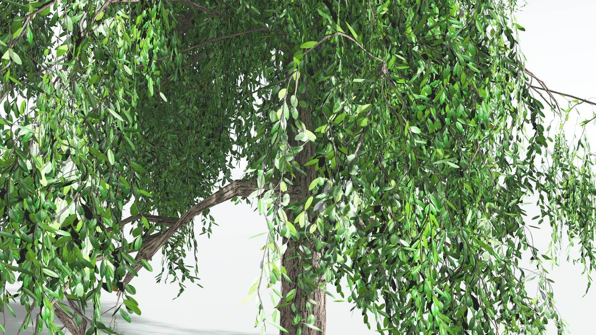 EVERYPlant Weeping Willow LowPoly 1 --15 Models-- Low-poly 3D model_30