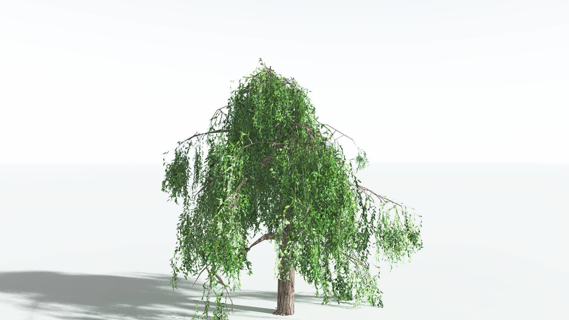 EVERYPlant Weeping Willow LowPoly 1 --15 Models-- Low-poly 3D model_29