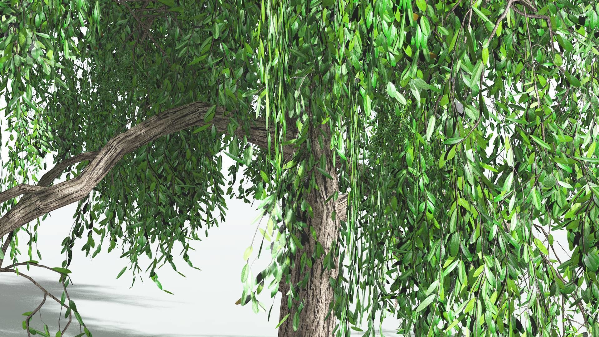 EVERYPlant Weeping Willow LowPoly 1 --15 Models-- Low-poly 3D model_22