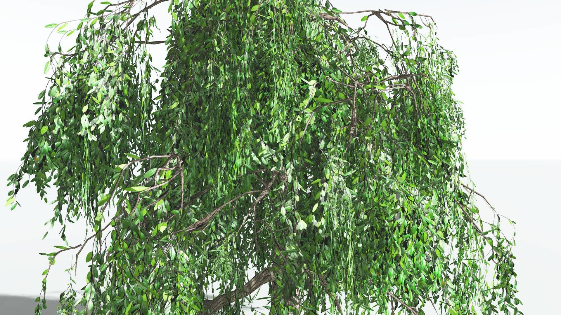 EVERYPlant Weeping Willow LowPoly 1 --15 Models-- Low-poly 3D model_24