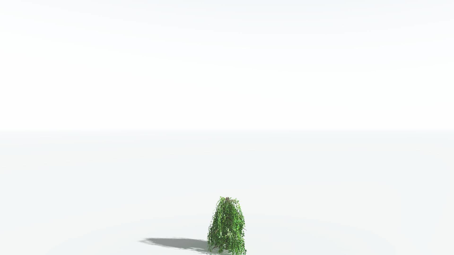 EVERYPlant Weeping Willow LowPoly 1 --15 Models-- Low-poly 3D model_25