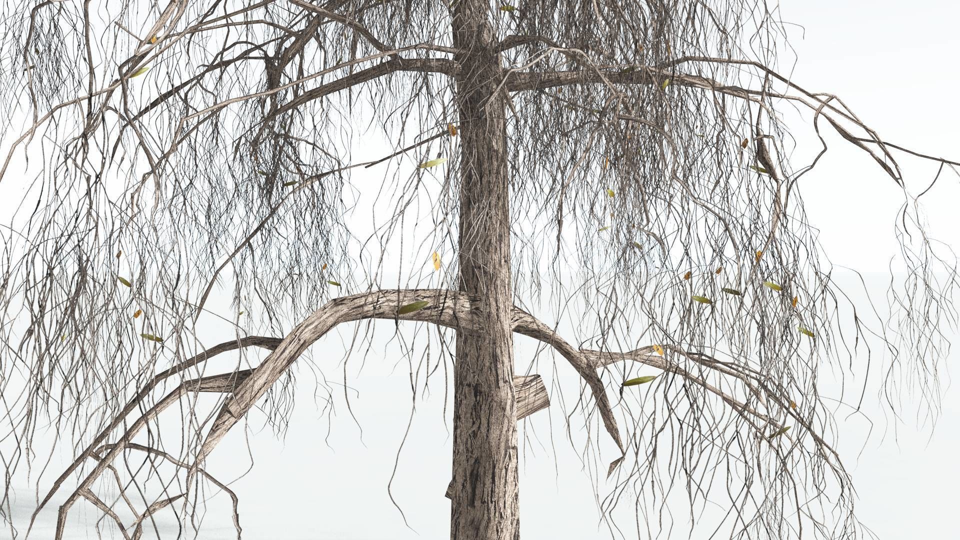 EVERYPlant Weeping Willow LowPoly 1 --15 Models-- Low-poly 3D model_10