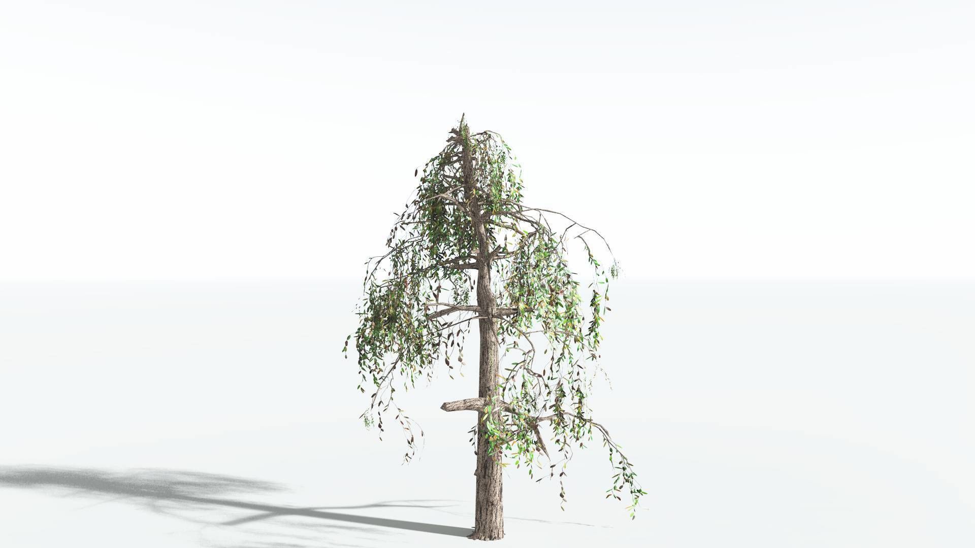 EVERYPlant Weeping Willow LowPoly 1 --15 Models-- Low-poly 3D model_15