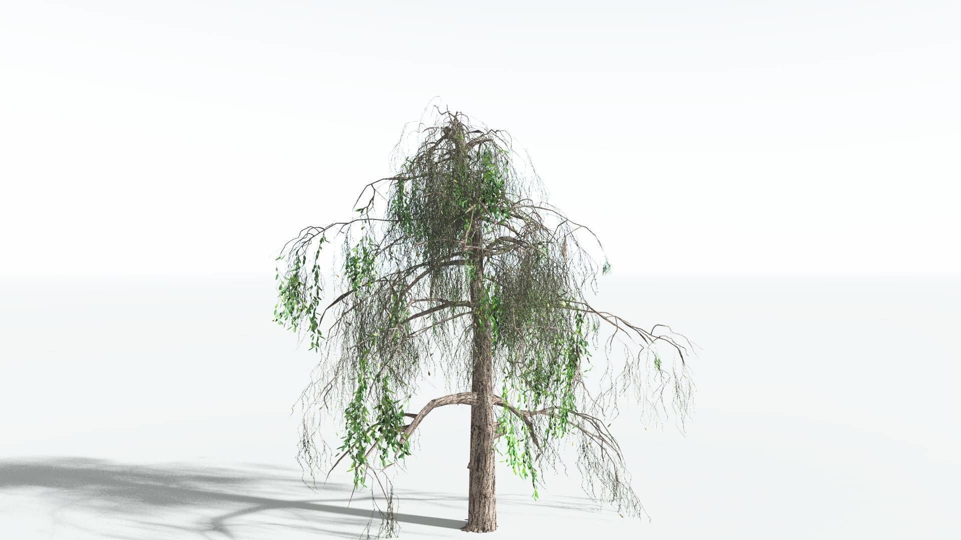 EVERYPlant Weeping Willow LowPoly 1 --15 Models-- Low-poly 3D model_5