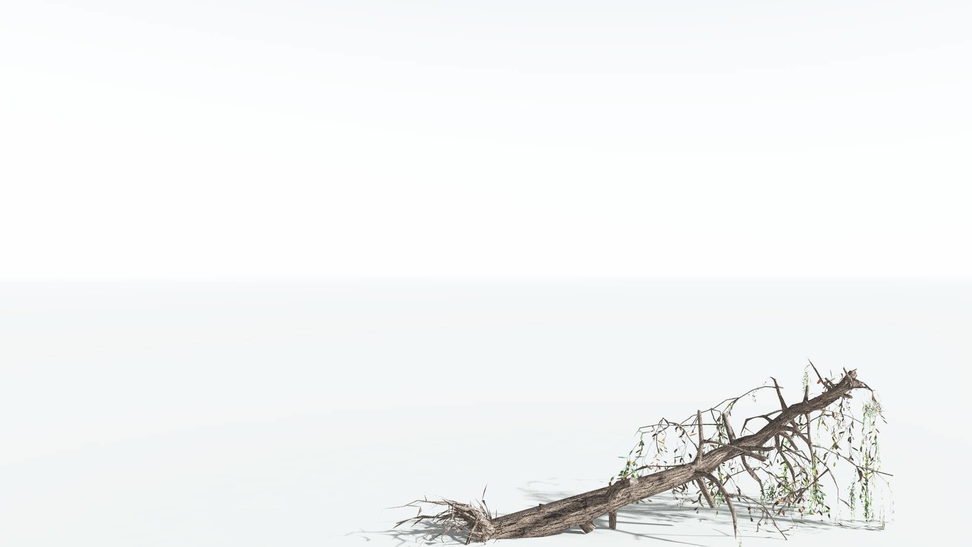 EVERYPlant Weeping Willow LowPoly 1 --15 Models-- Low-poly 3D model_19