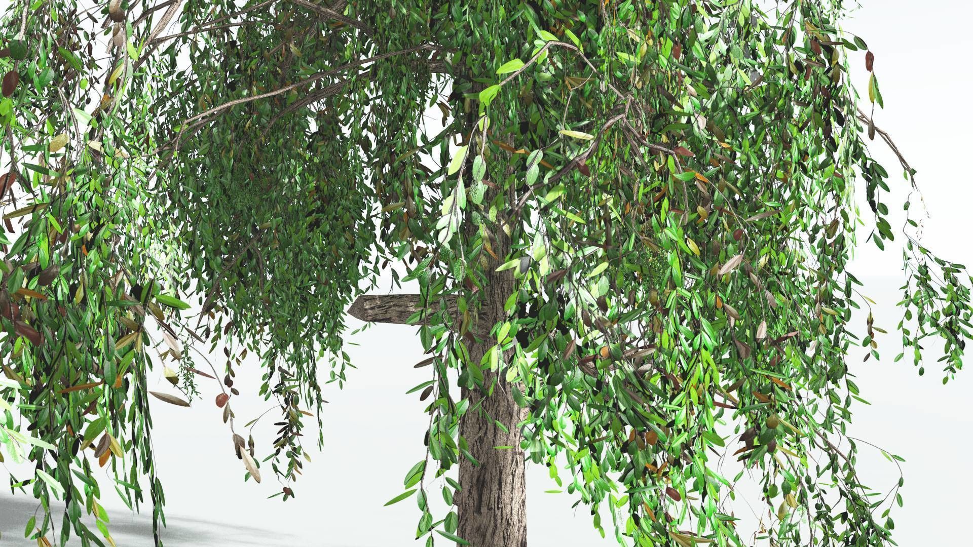 EVERYPlant Weeping Willow LowPoly 1 --15 Models-- Low-poly 3D model_14