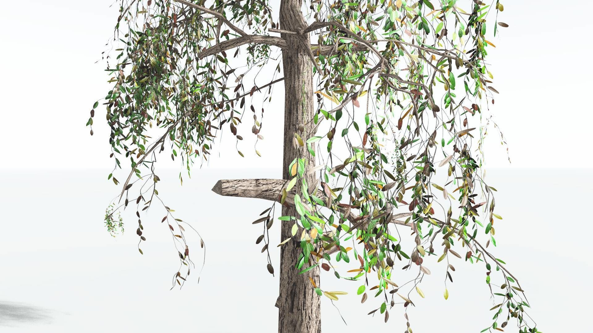 EVERYPlant Weeping Willow LowPoly 1 --15 Models-- Low-poly 3D model_16