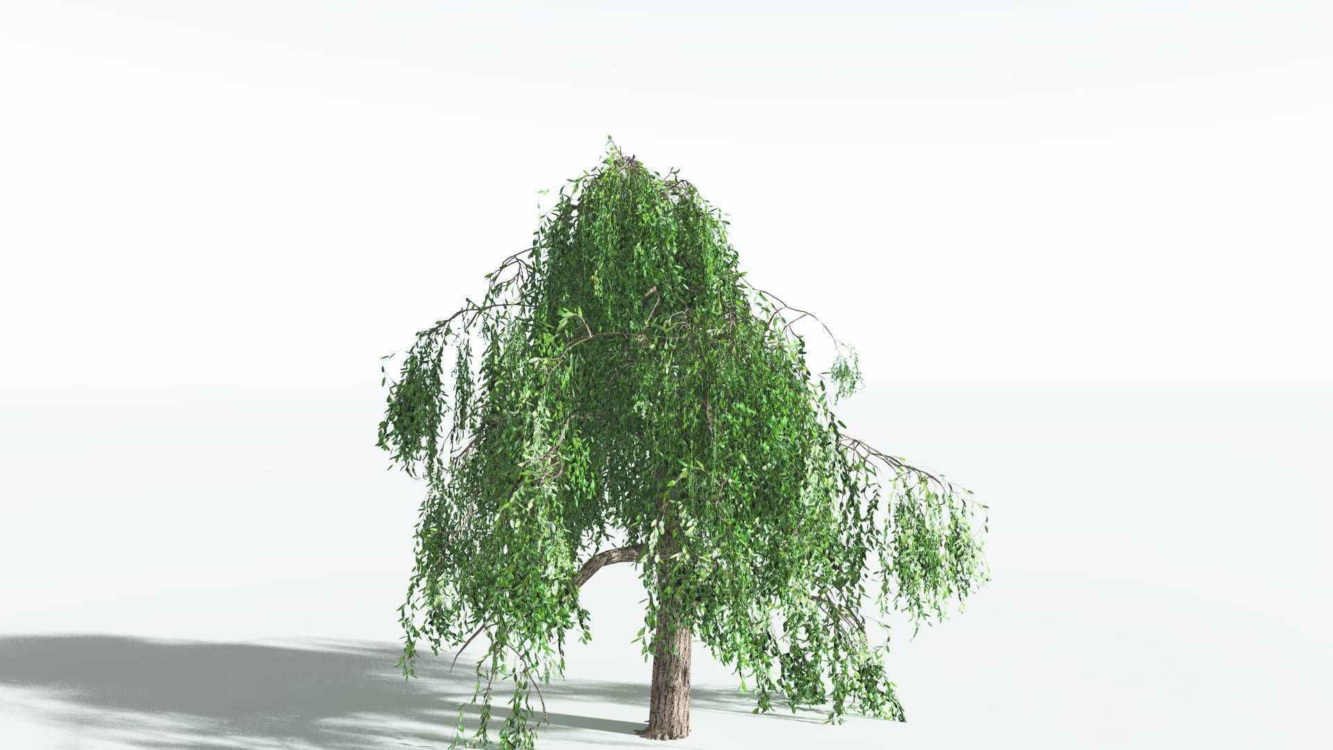 EVERYPlant Weeping Willow LowPoly 1 --15 Models-- Low-poly 3D model_31