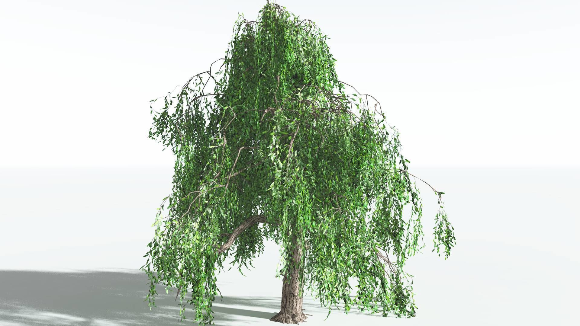 EVERYPlant Weeping Willow LowPoly 1 --15 Models-- Low-poly 3D model_21