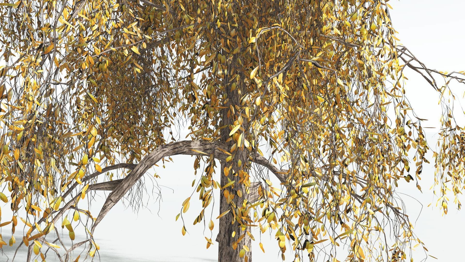 EVERYPlant Weeping Willow LowPoly 1 --15 Models-- Low-poly 3D model_8