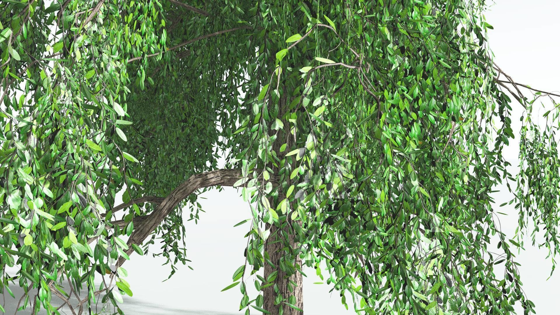 EVERYPlant Weeping Willow LowPoly 1 --15 Models-- Low-poly 3D model_4