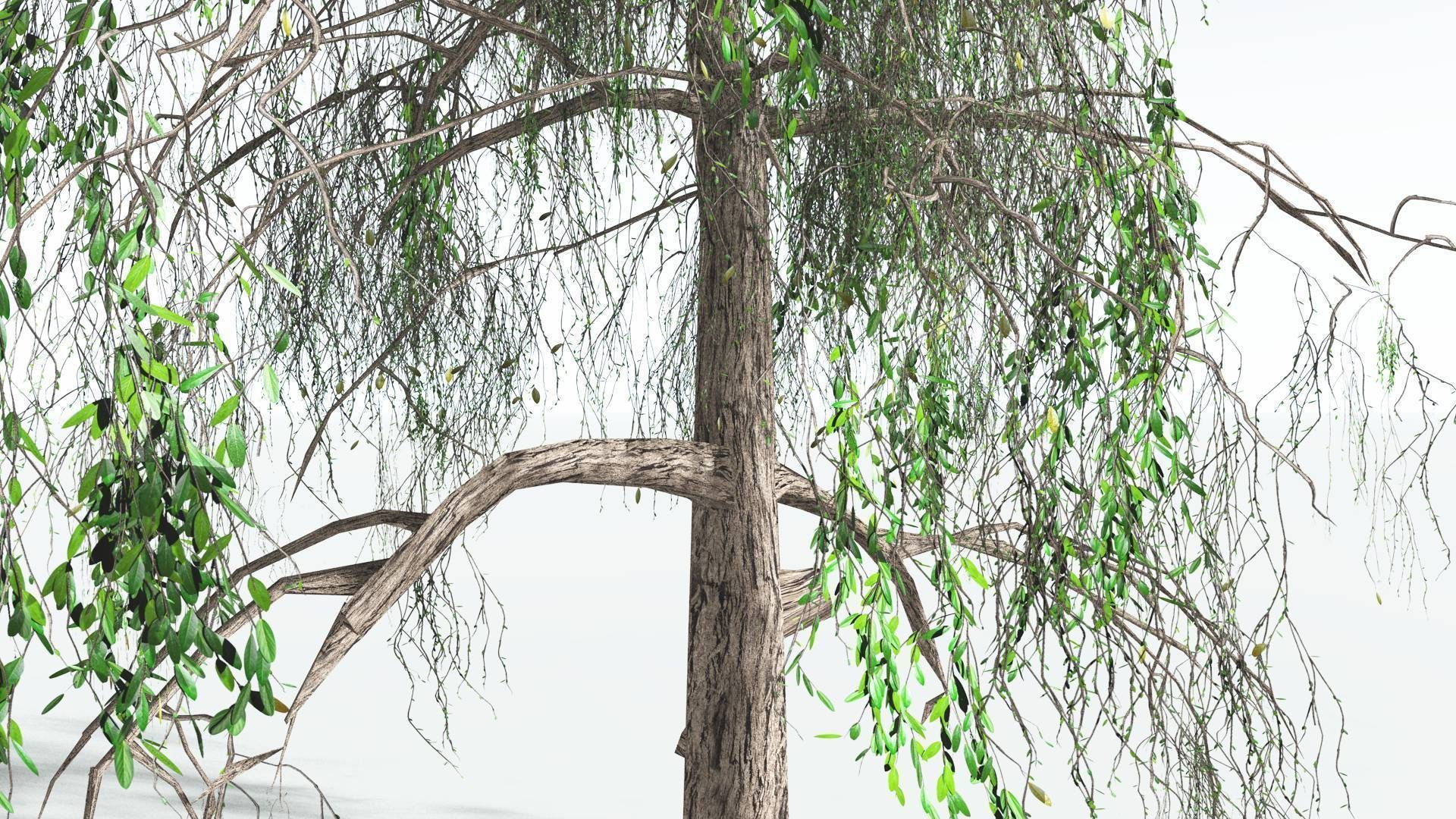 EVERYPlant Weeping Willow LowPoly 1 --15 Models-- Low-poly 3D model_6