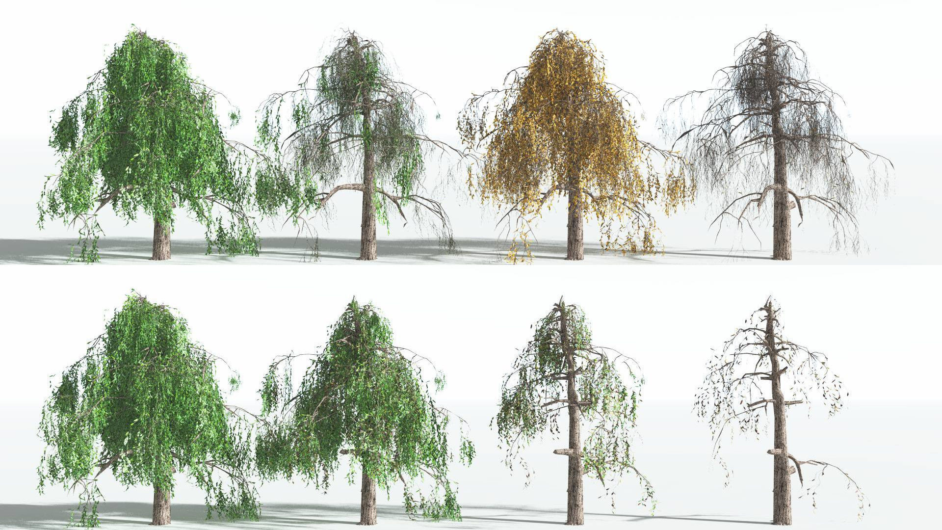 EVERYPlant Weeping Willow LowPoly 1 --15 Models-- Low-poly 3D model_1