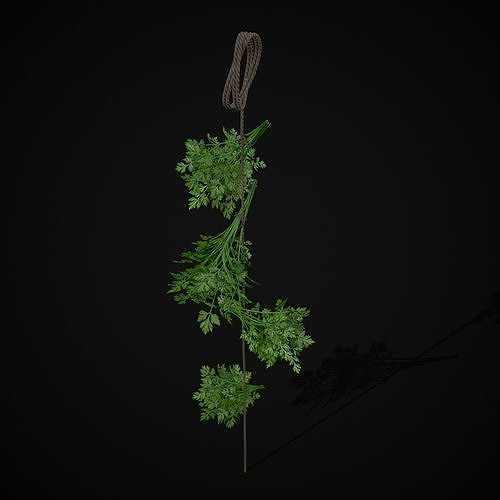 Hanging Parsley Low-poly 3D model 3
