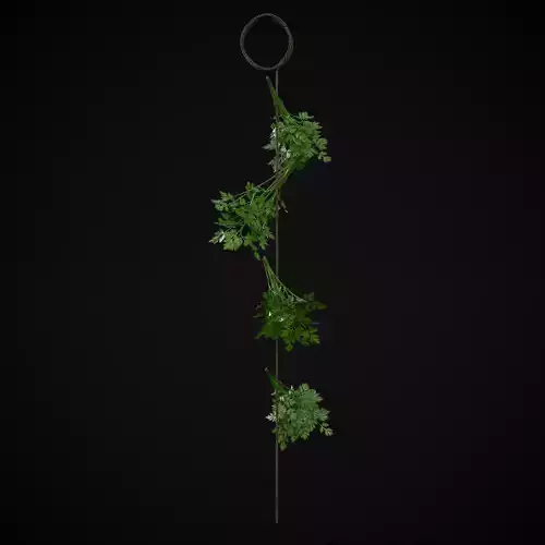 Hanging Parsley Low-poly 3D model