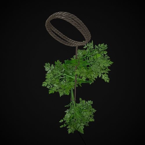 Hanging Parsley Low-poly 3D model 5