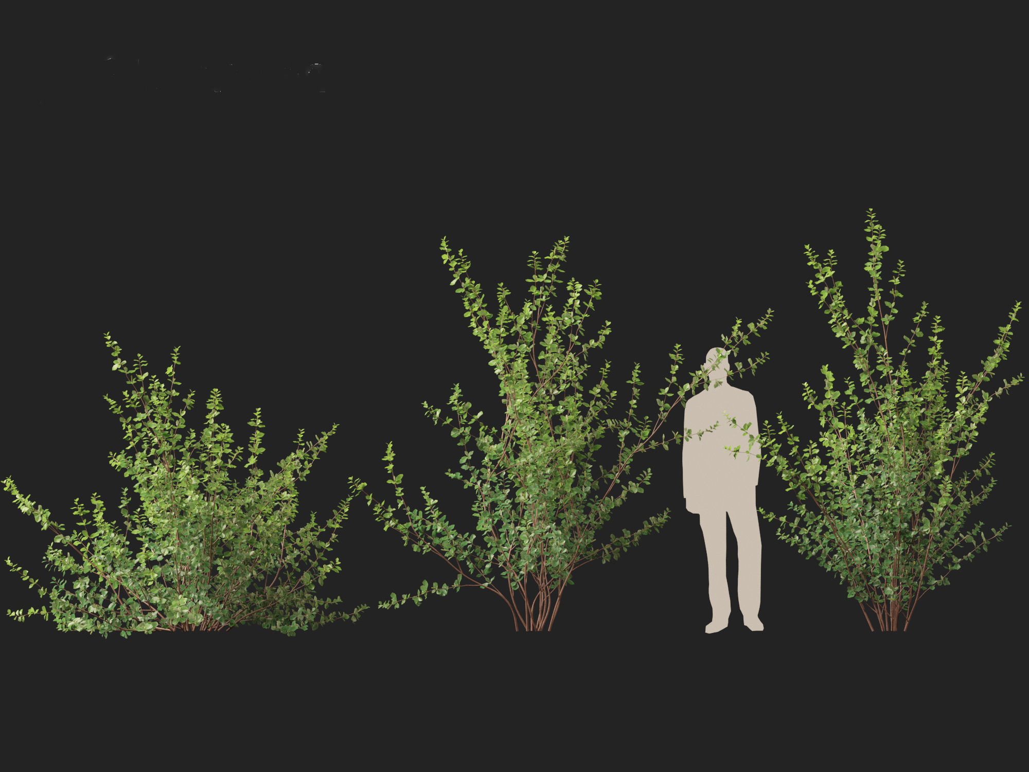 Betula pumila - Dwarf Birch 3D model_9