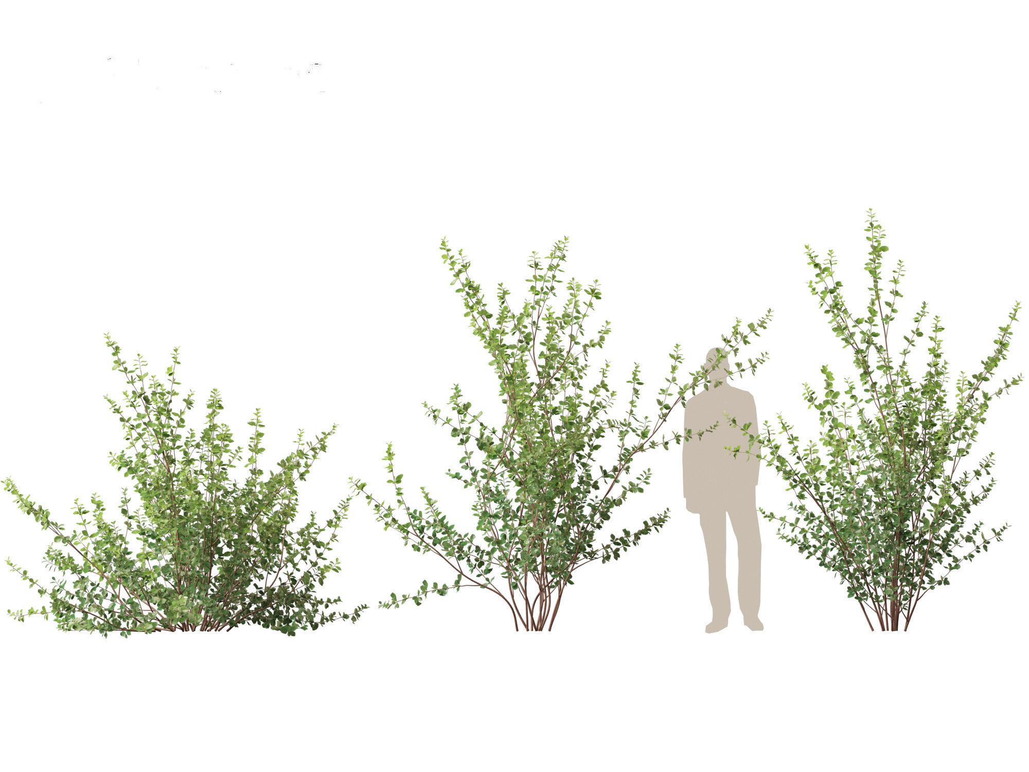 Betula pumila - Dwarf Birch 3D model_8