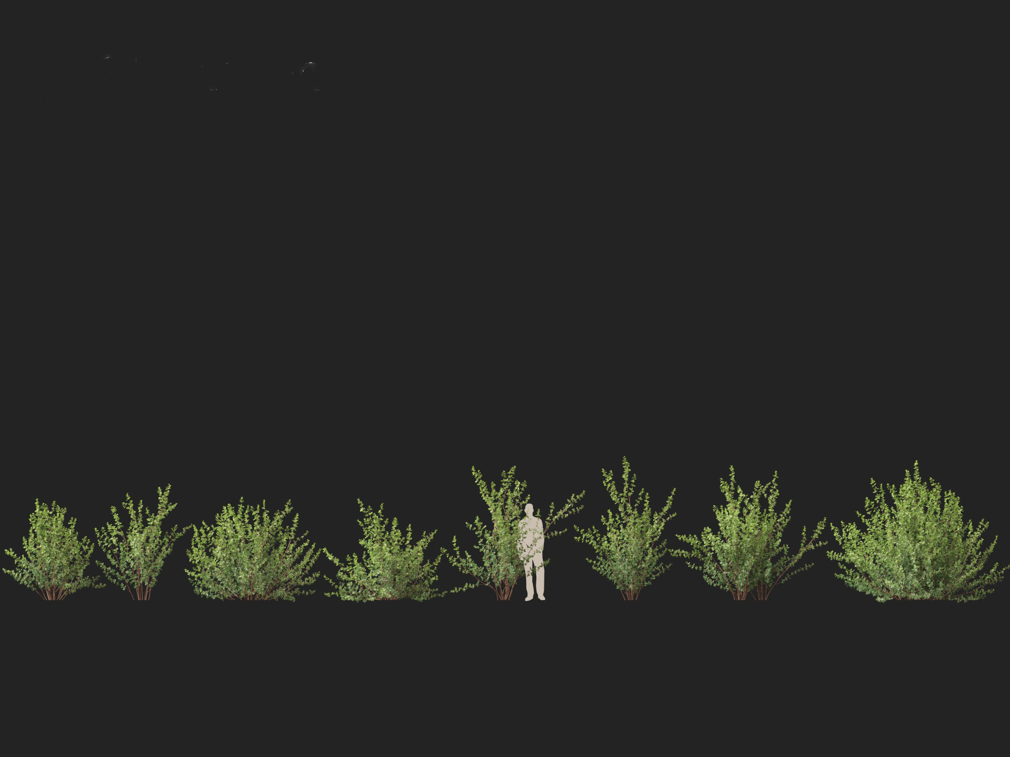 Betula pumila - Dwarf Birch 3D model_5