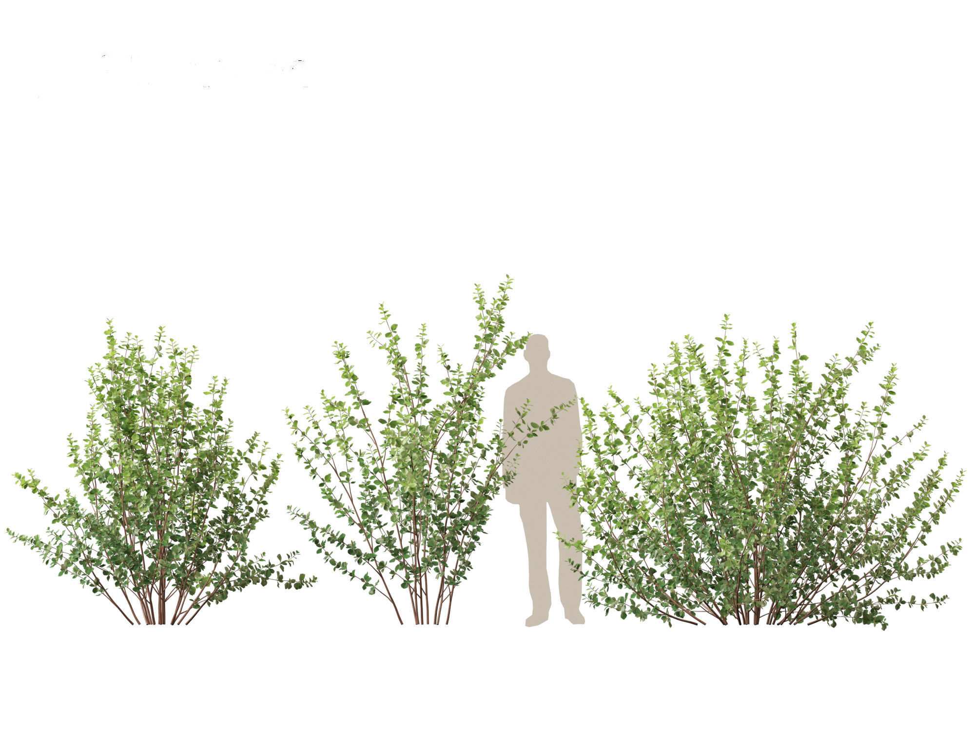 Betula pumila - Dwarf Birch 3D model_6