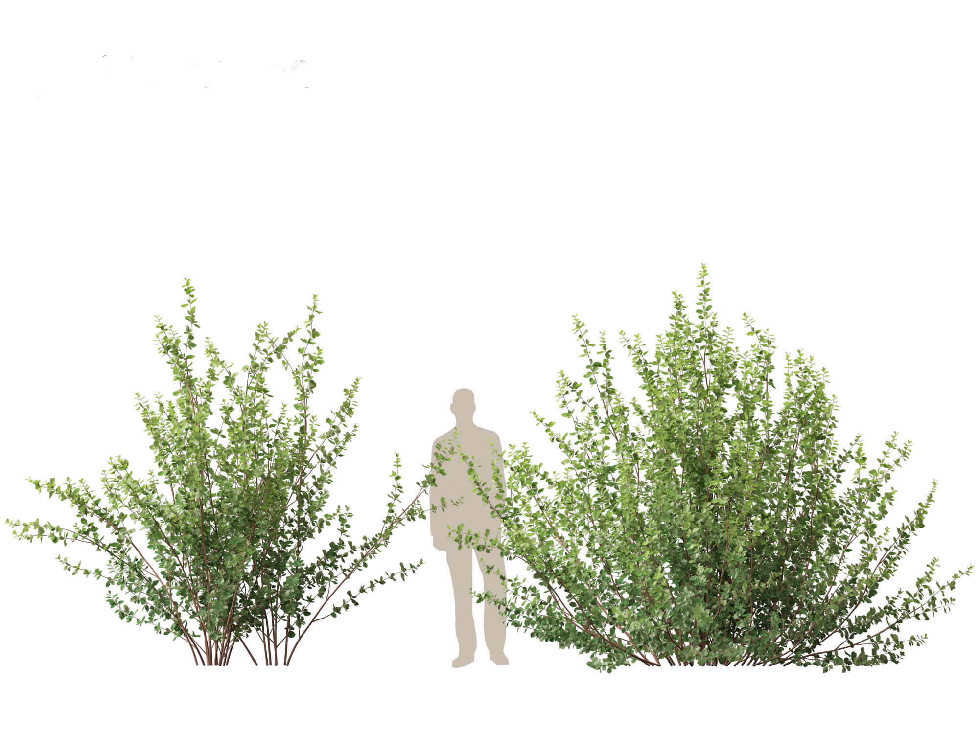 Betula pumila - Dwarf Birch 3D model_10