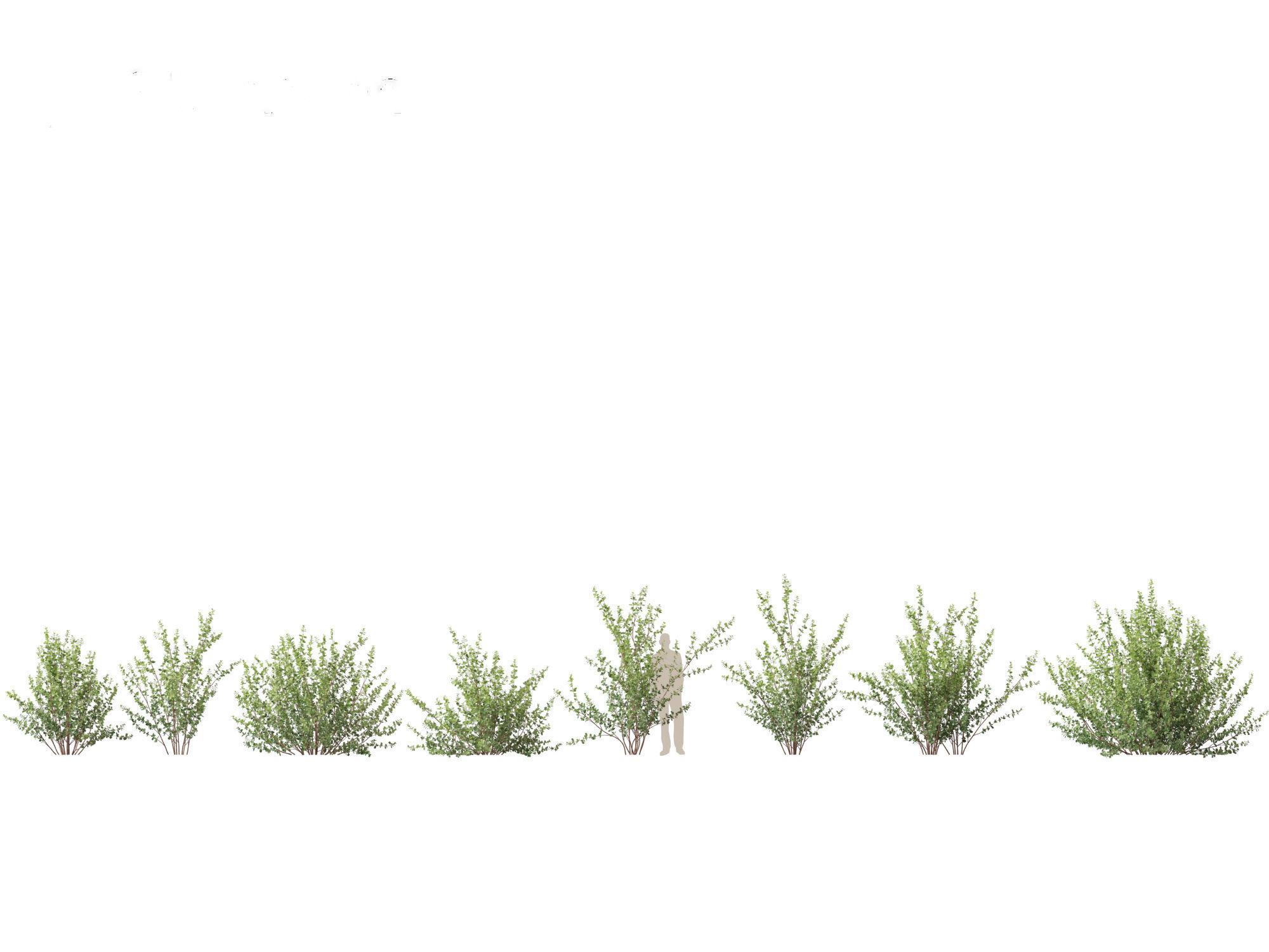 Betula pumila - Dwarf Birch 3D model_1