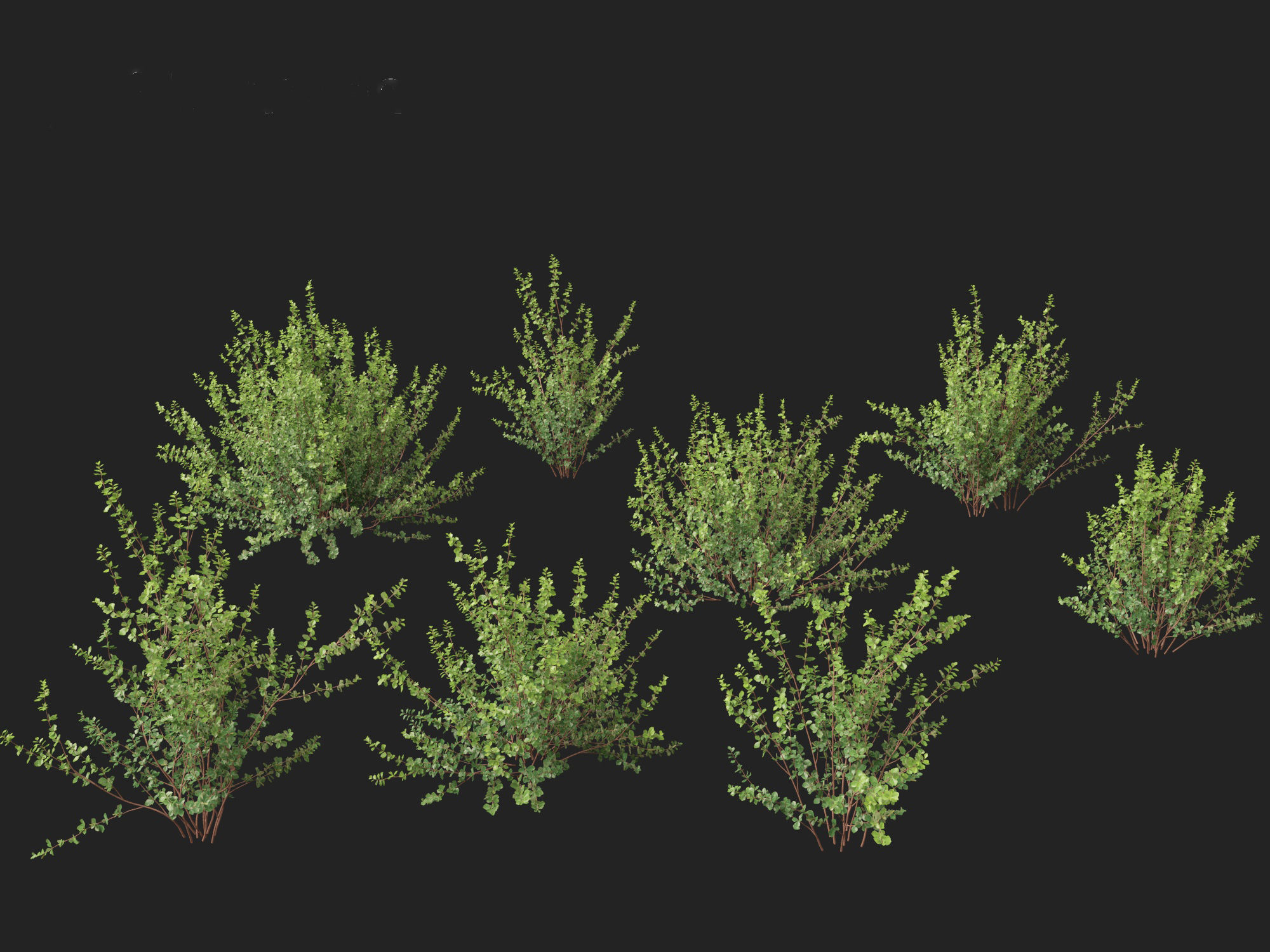 Betula pumila - Dwarf Birch 3D model_2