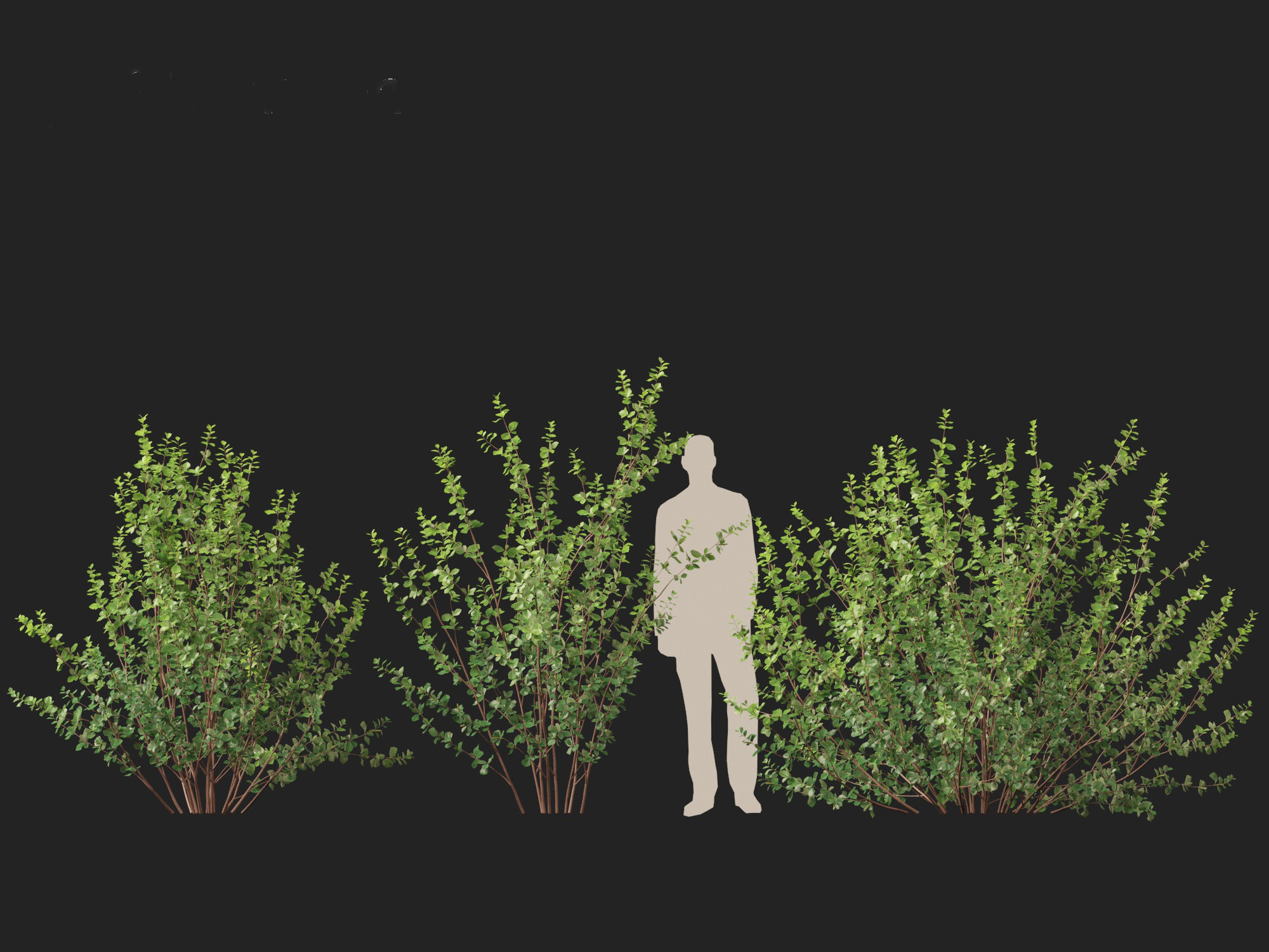 Betula pumila - Dwarf Birch 3D model_7