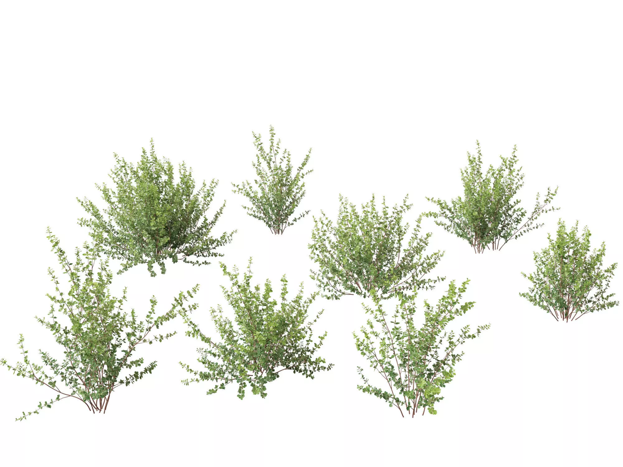Betula pumila - Dwarf Birch 3D model_0